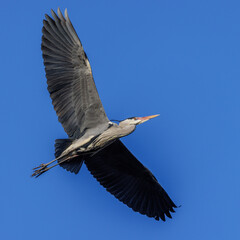 Graureiher (Ardea cinerea)