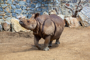 Naklejka premium Indian Rhinoceros