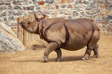 Indian Rhinoceros