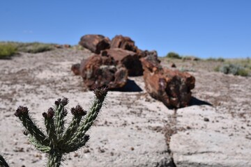 Petrified wood