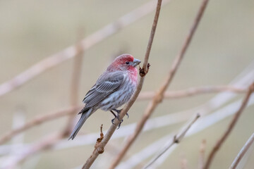 finch on a branch