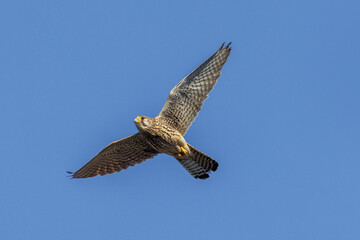 Turmfalke (Falco tinnunculus) Weibchen