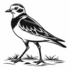 Piping plover black silhouette icon vector