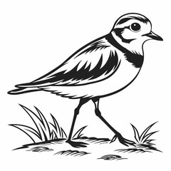Piping plover black silhouette icon vector