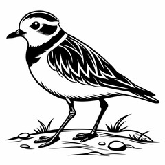 Piping plover black silhouette icon vector