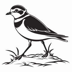 Piping plover black silhouette icon vector