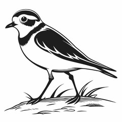 Fototapeta premium Piping plover black silhouette icon vector