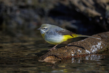 Gebirgsstelze (Motacilla cinerea)