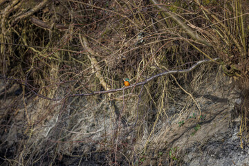 Eisvogel (Alcedo atthis) Weibchen