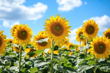 Fototapeta premium A field of bright yellow sunflowers against a clear blue sky, ideal for landscape or agricultural use