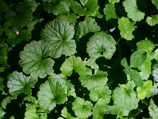 Green carped formed by leafs of Glechoma hederacea, ground-ivy, closeup, background