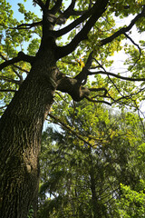 The crown of a large oak tree from a bottom-up perspective