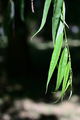 Hanging willow leaves up close in sunlight