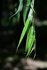 Hanging willow leaves up close in sunlight