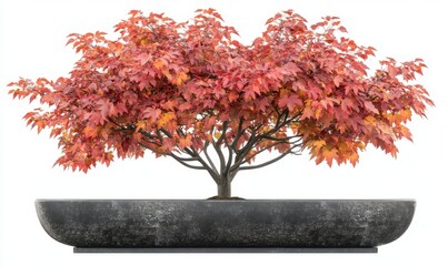 Naklejka premium Autumn maple bonsai tree in a gray pot, isolated on white