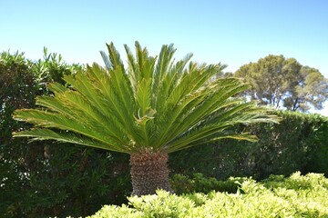 Sago palm in garden