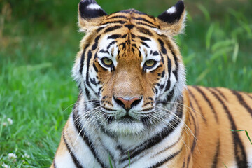 Siberian Tiger