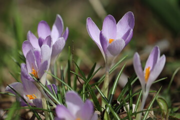 Purple crocuses flowers in spring garden