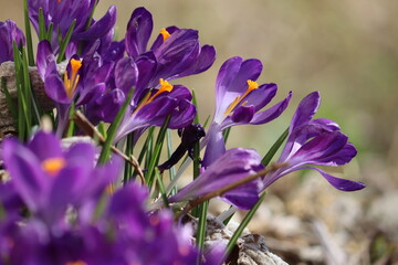 Large group of blooming purple crocuses, lit by bright spring sun on flowerbed