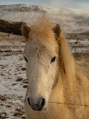 Front view of an Icelandic horse with a light, fluffy mane, standing calmly in a snowy Icelandic landscape. Majestic and hardy breed adapted to harsh climates