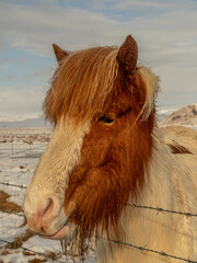 Close-up of an Icelandic horse with a distinctive chestnut and white coat, standing near a barbed wire fence in a snowy Icelandic landscape. Calm and resilient in winter