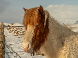 Icelandic horse with a thick chestnut and white mane, standing by a barbed wire fence in a snowy...
