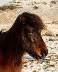 Close-up of an Icelandic horse with a thick dark brown mane, standing on a snowy landscape, reflecting the rugged beauty and resilience of Icelandic wildlife