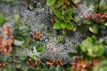 Raindrops on a spider web