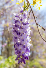 Purple Wisteria Vine in Bloom