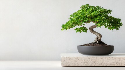 An elegant bonsai tree is beautifully displayed on an artistic stone shelf, blending natural beauty with modern design in a calming and serene indoor space.