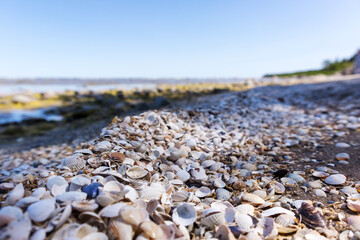 
beach with lots of shells.