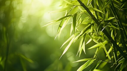 Lush Bamboo Leaves in Sunlight (1)