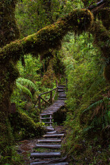 Pumalin Park, Chile