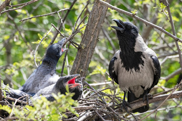 a crow with chicks in the nest.