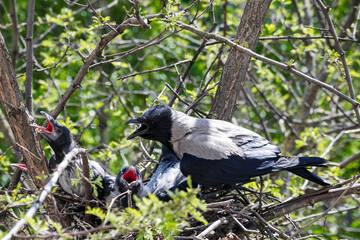 a crow with chicks in the nest.