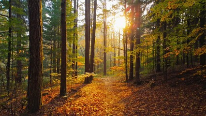 Obraz premium A sunny day in a woodland area with sunlight peeking through the tree canopy