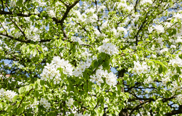 Beautiful white pear blossom. Flowering pear tree. Soft focus image of blossoming tree in spring time