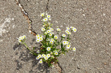Chamomile flower in cracks of asphalt road background. Hope or ecology concept. Symbol of strength,...