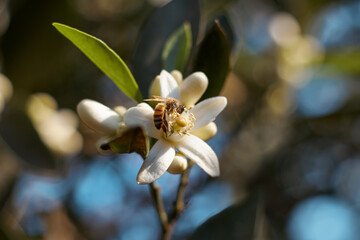a honey bee on a Flower of satsuma orange on the branch. Orange, lemon, tangerine tree blossom. Lemon flowers on the tree with blurred blue sky background. tangerine flower.