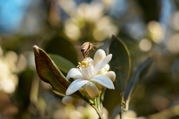 a honey bee on a Flower of satsuma orange on the branch. Orange, lemon, tangerine tree blossom. Lemon flowers on the tree with blurred blue sky background. tangerine flower.
