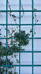 white wall backdrop with black metal trellis structure casting linear shadows across surface creating a modern minimalist geometric pattern in a sunlit architectural outdoor setting