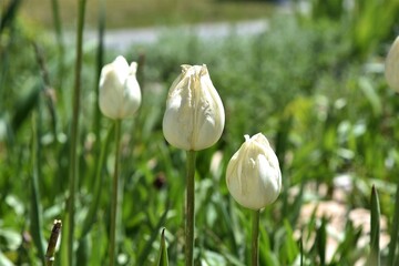 white tulips in the garden