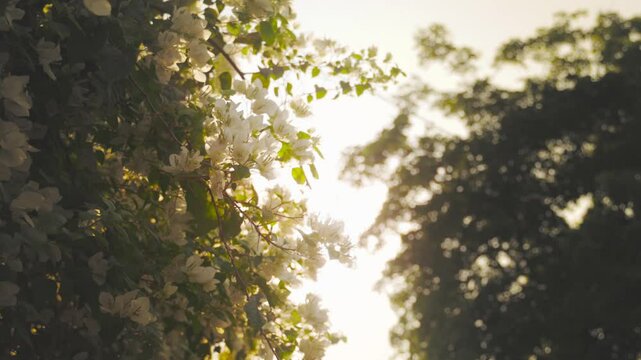 Sun shining through white bougainvillea flowers in which sun streaks came from it of this panning type shot.