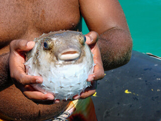 Blowfish © Junior
