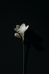 White Flower with Strong Shadow on Dark Background
