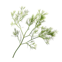 Fennel isolated on white background -