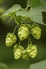 Beer Hops Plant