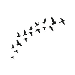 birds in flight