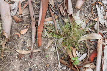 australian ground with native grasses and eucalyptus leaves and bark