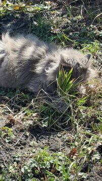 Nebelung cat eating grass, vertical video.